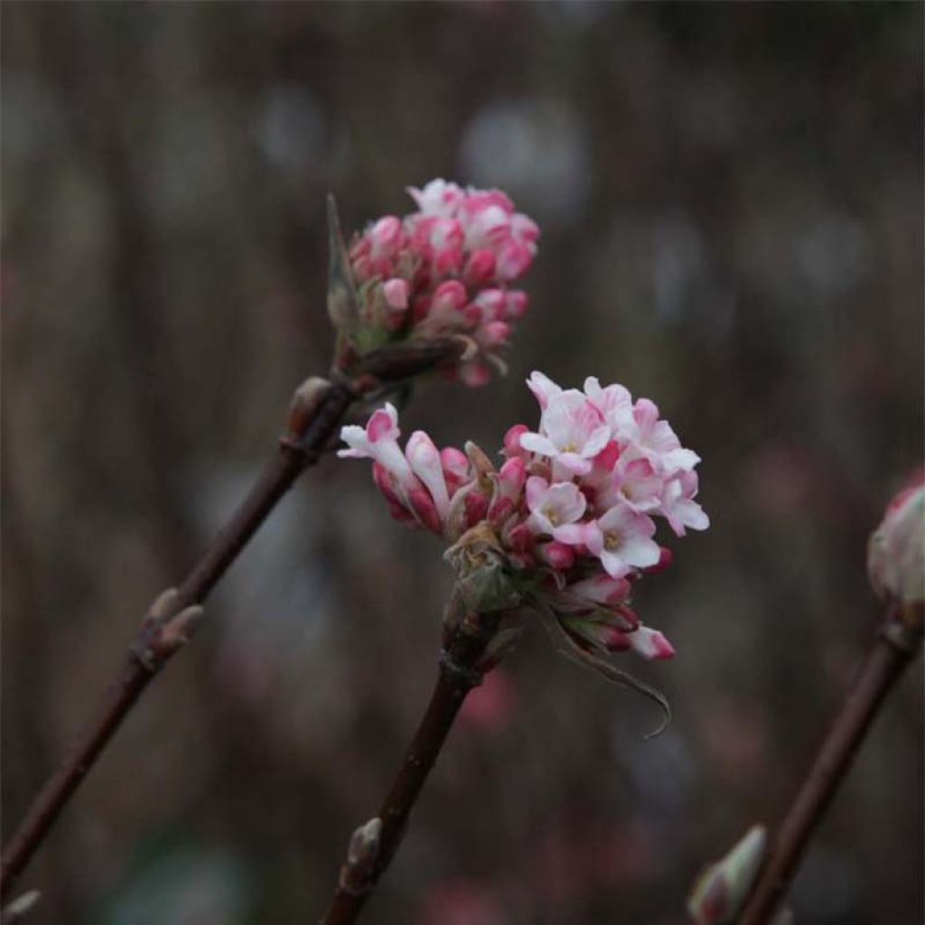 Viburnum bodnantense Charles Lamont