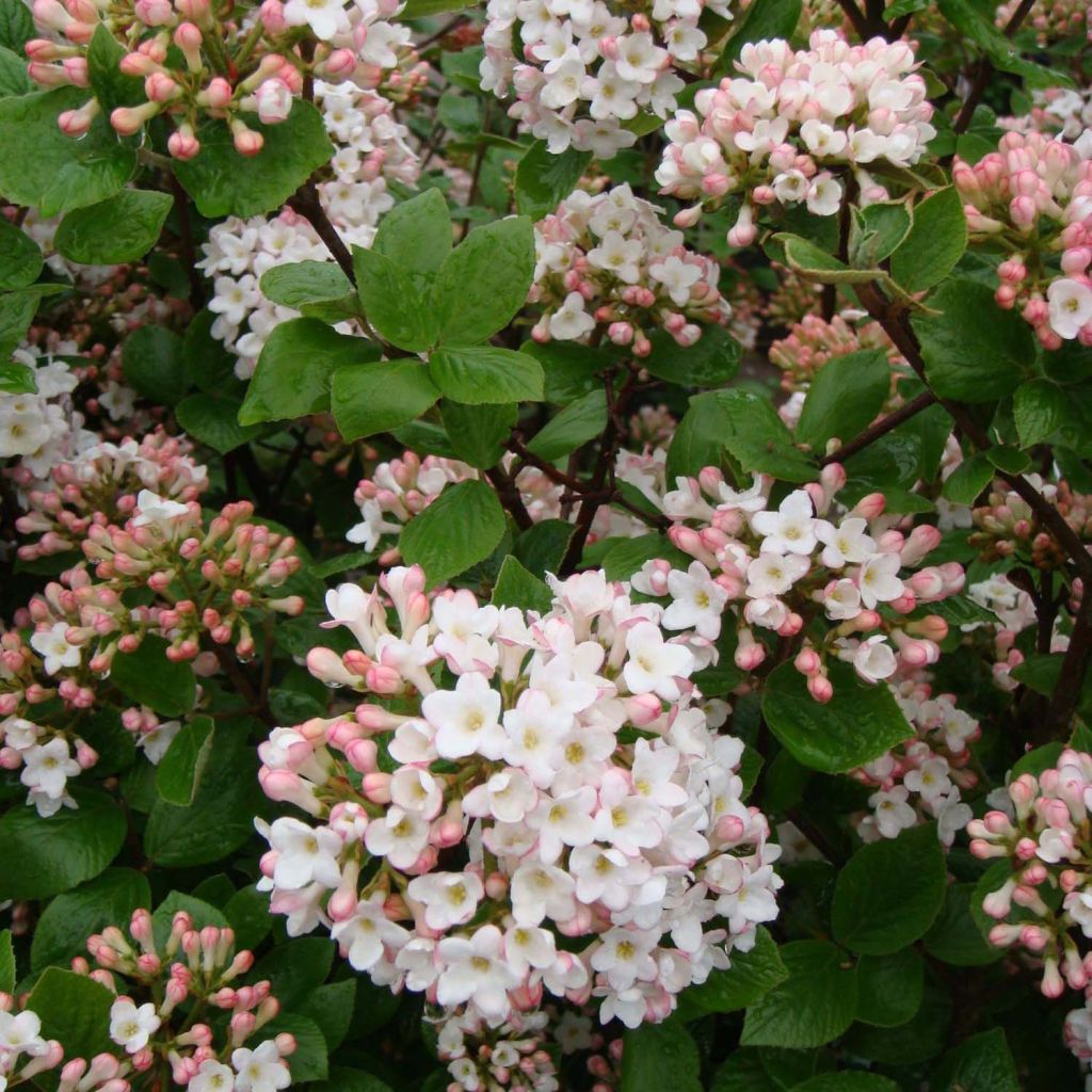 Viburnum  burkwoodii Anne Russell