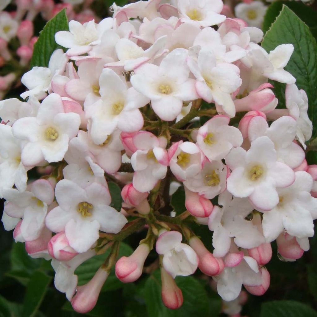 Viburnum  burkwoodii Anne Russell