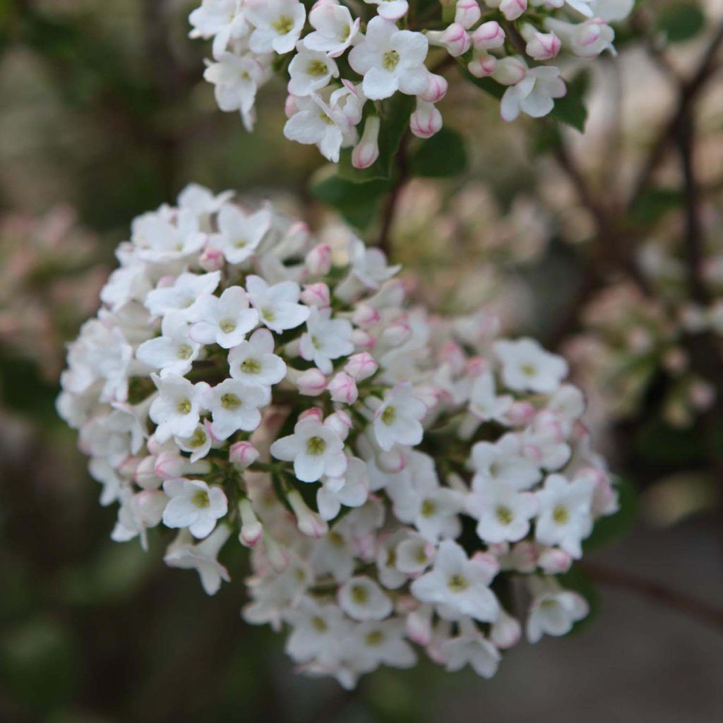 Viburnum  burkwoodii Anne Russell