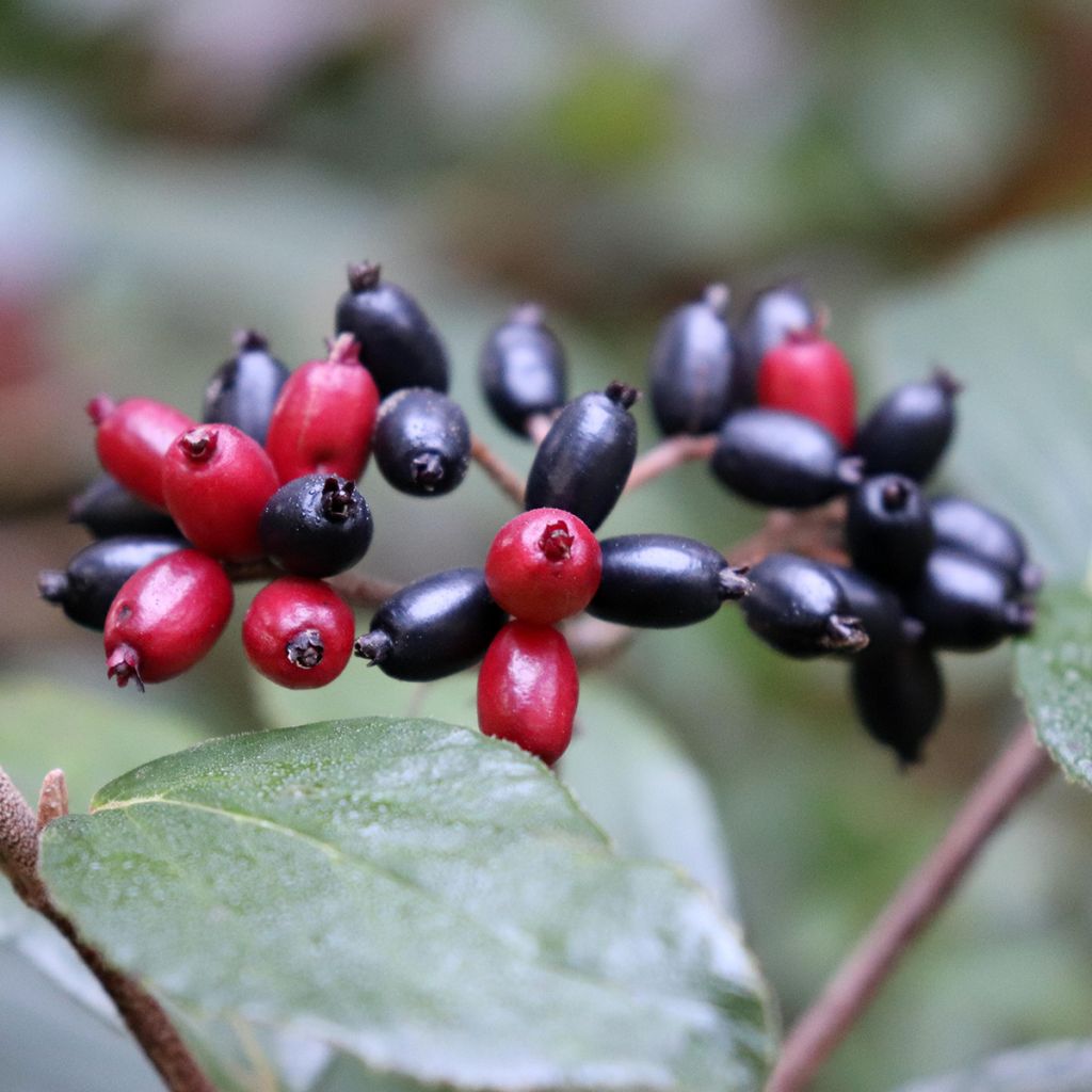 Viburnum burkwoodii Mohawk