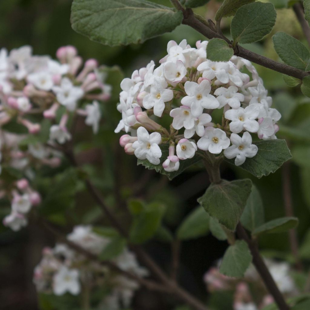 Viburnum carlesii Caprifoliaceae