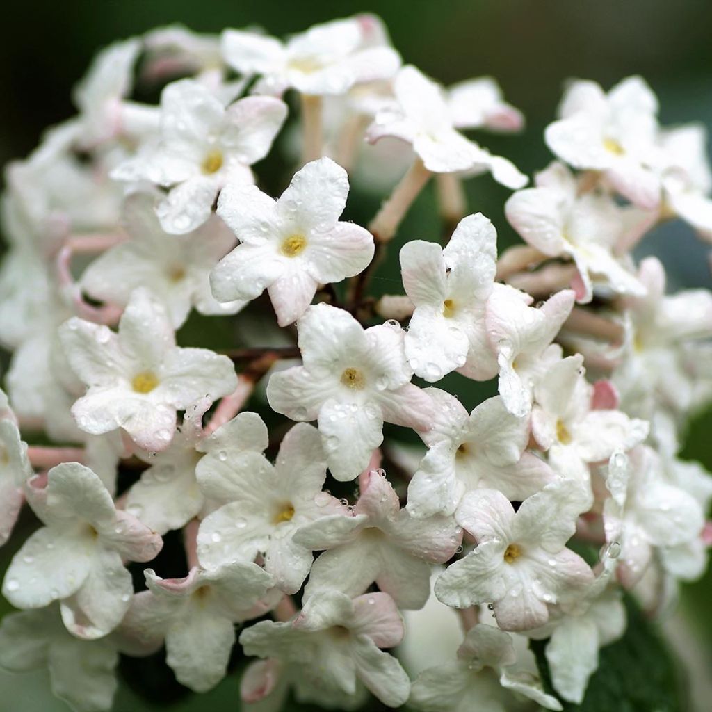 Viburnum carlesii Juddii