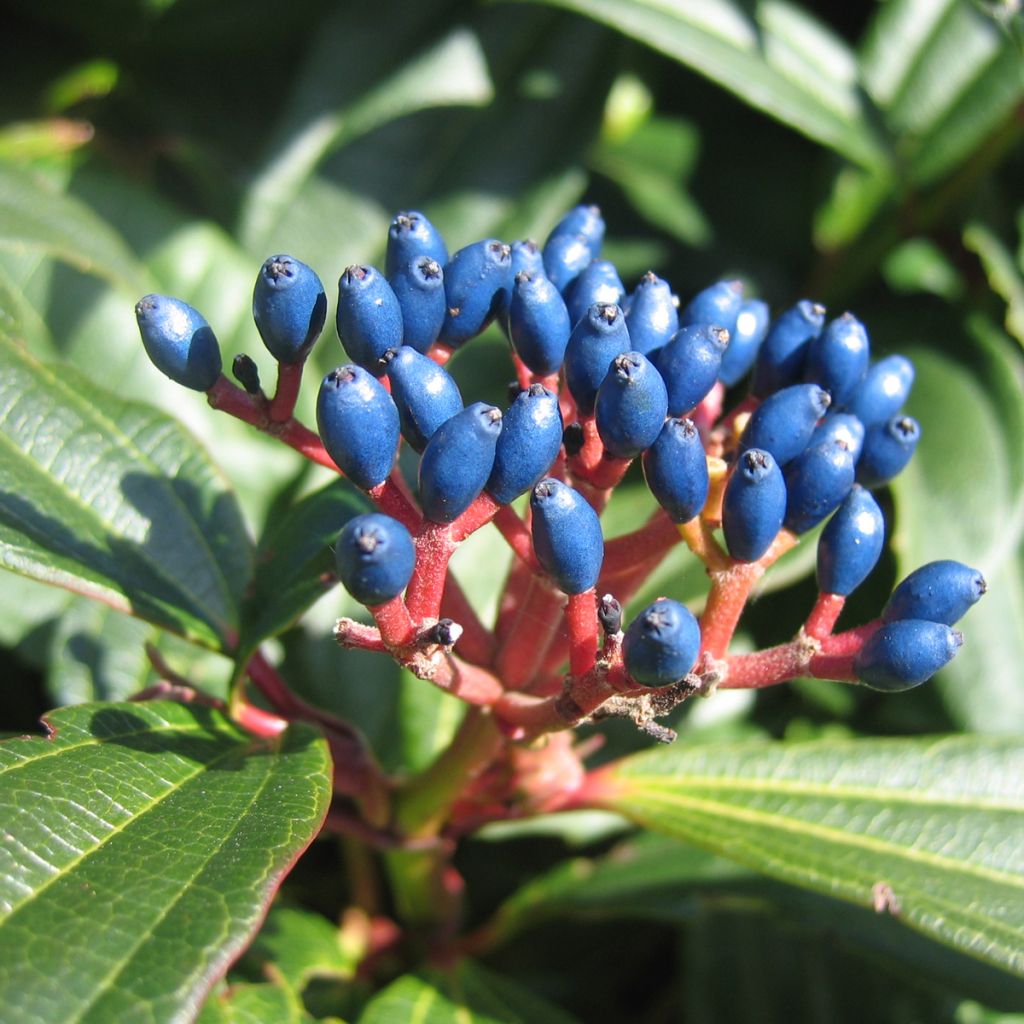 Viburnum davidii - David viburnum