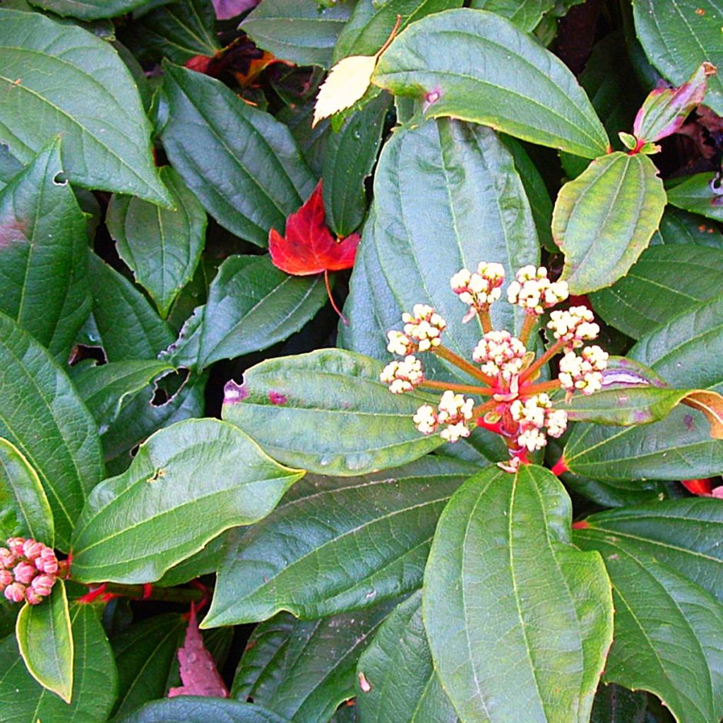 Viburnum davidii - David viburnum