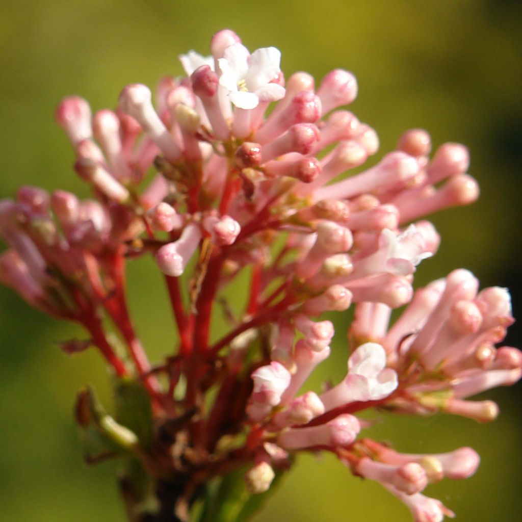 Viburnum farreri