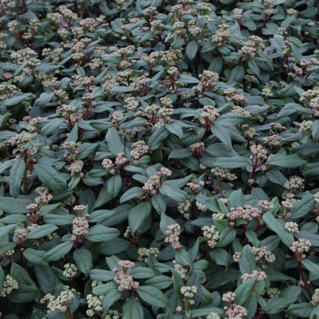 Viburnum globosum Jermyns Globe