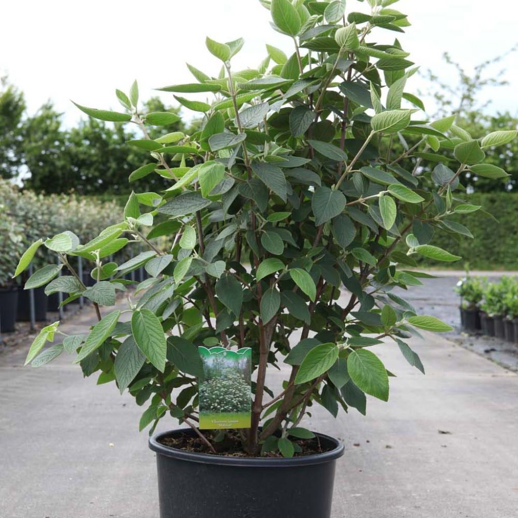 Viburnum lantana Mohican