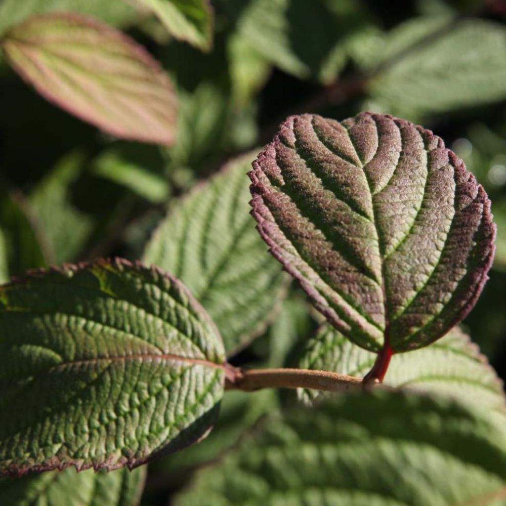 Viburnum nudum Pink Beauty