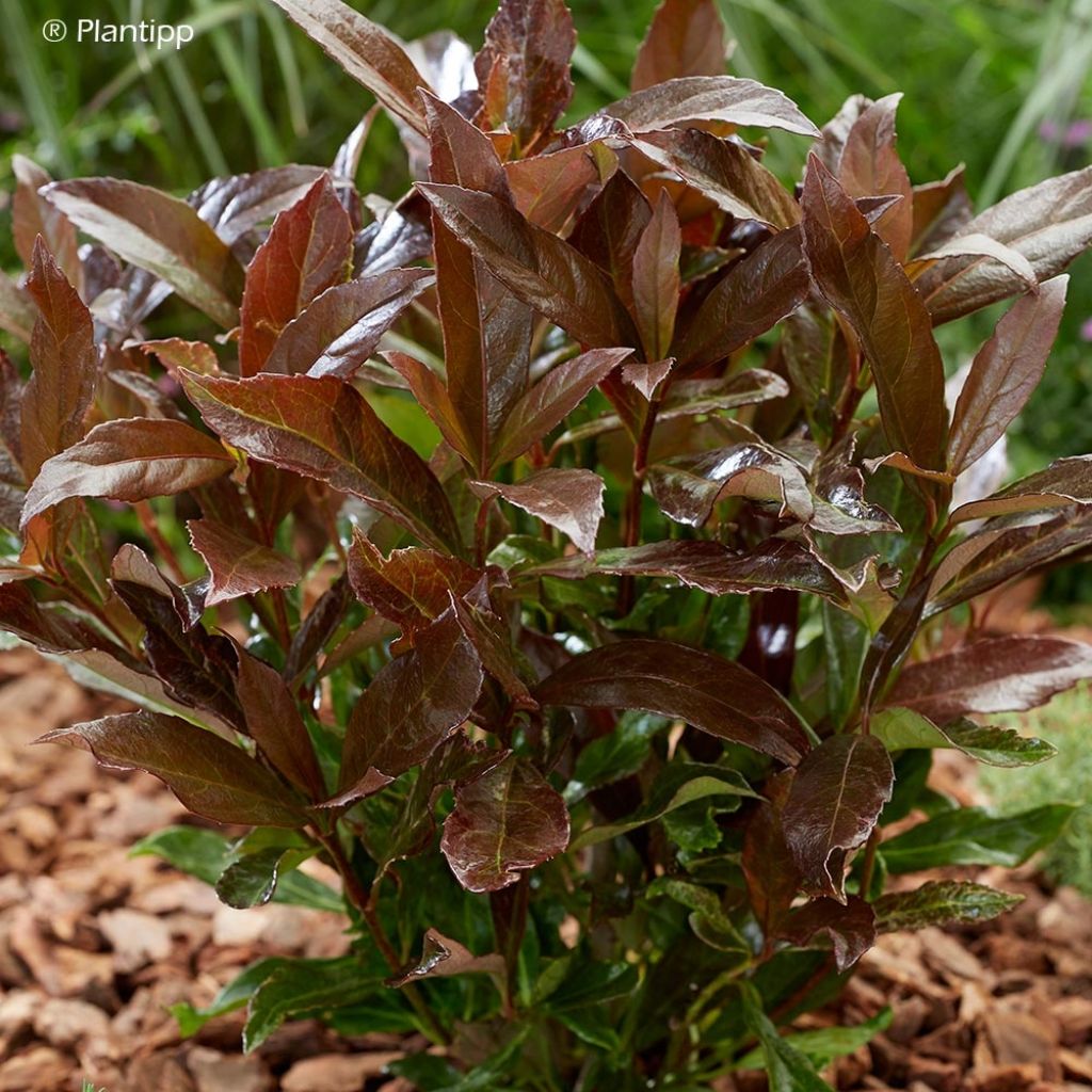Viburnum odoratissimum Coppertop