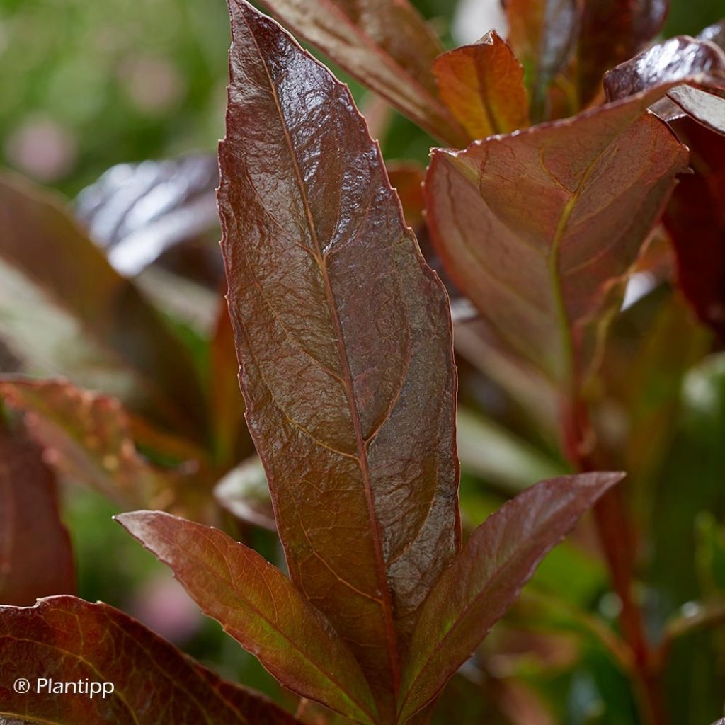 Viburnum odoratissimum Coppertop