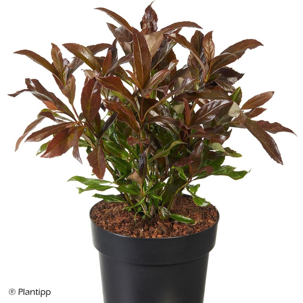 Viburnum odoratissimum Coppertop