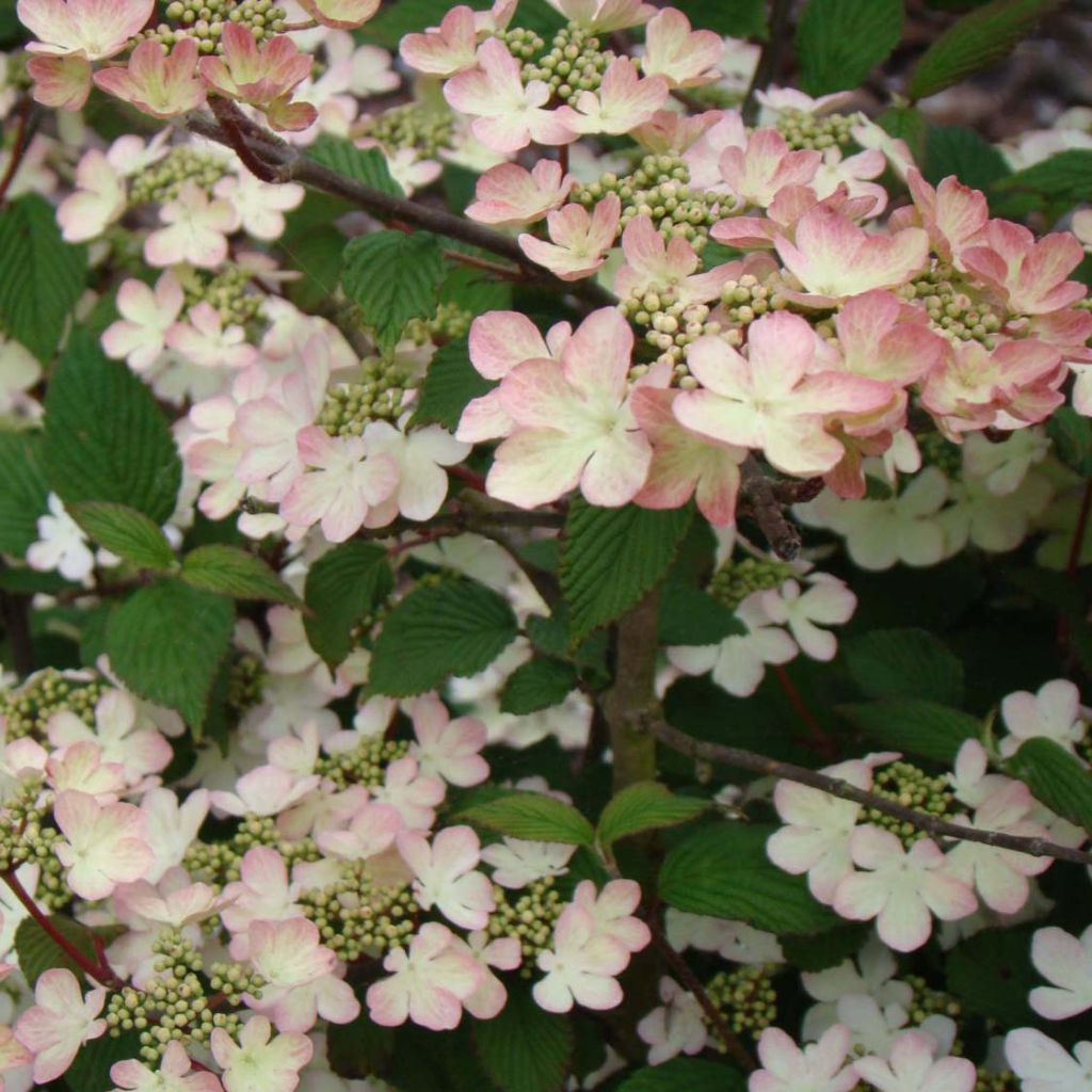 Viburnum plicatum Kilimanjaro Sunrise