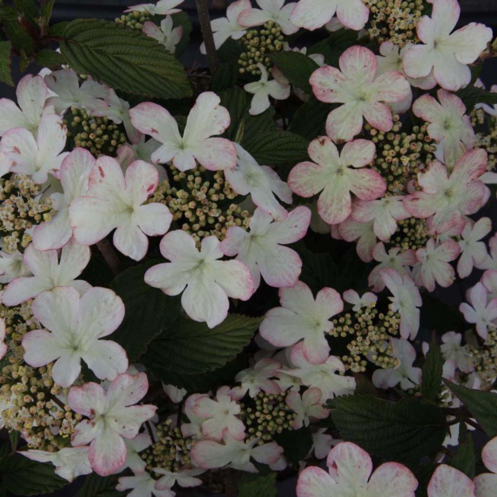 Viburnum plicatum Kilimanjaro Sunrise