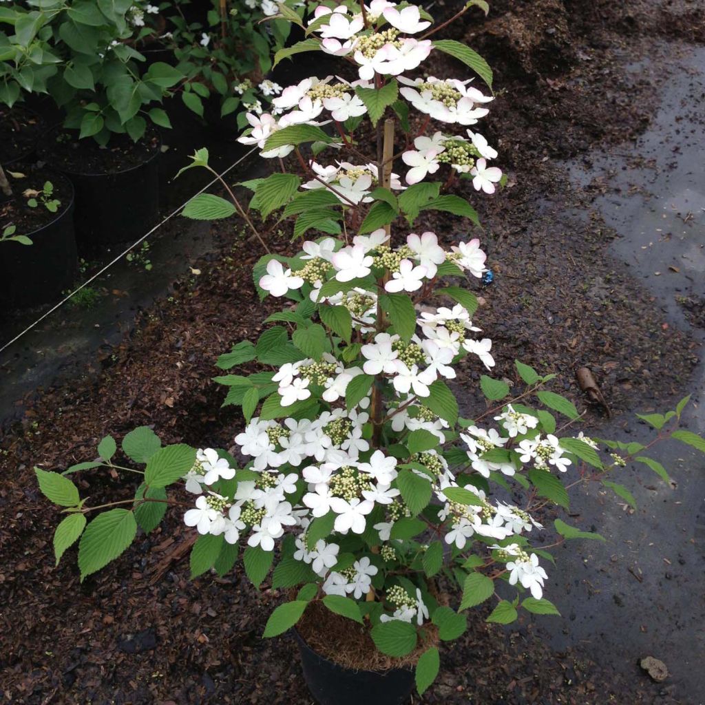 Viburnum plicatum Kilimanjaro Sunrise