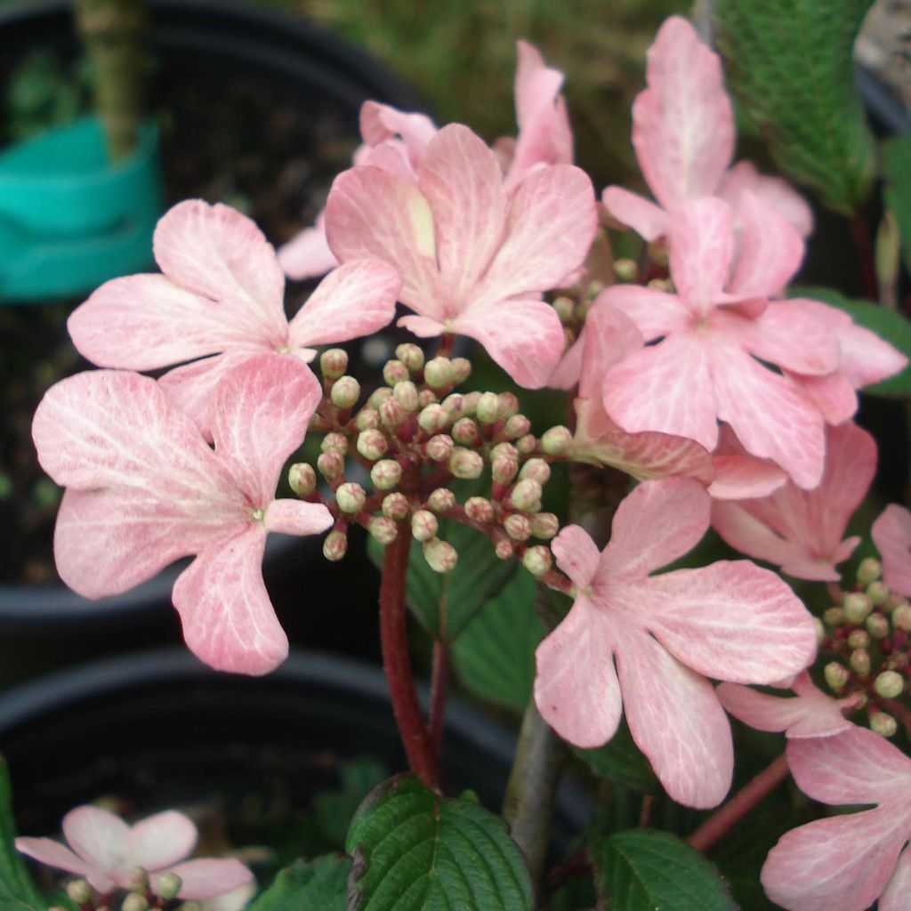 Viburnum plicatum f. tomentosum Molly Schroeder
