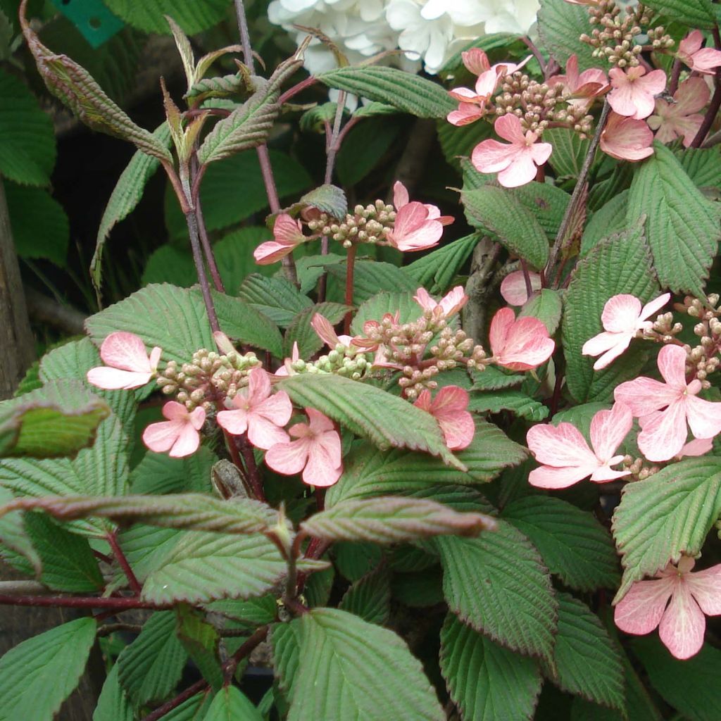 Viburnum plicatum f. tomentosum Molly Schroeder