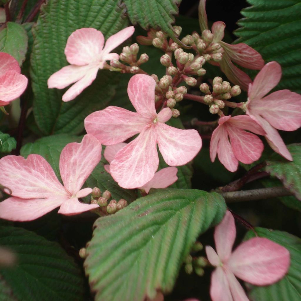 Viburnum plicatum f. tomentosum Molly Schroeder