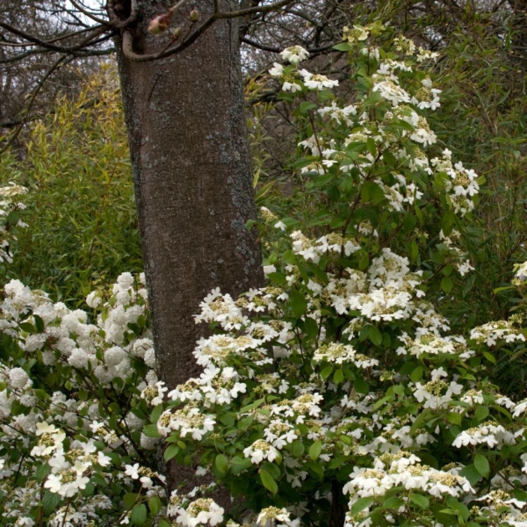 Viburnum plicatum Watanabe