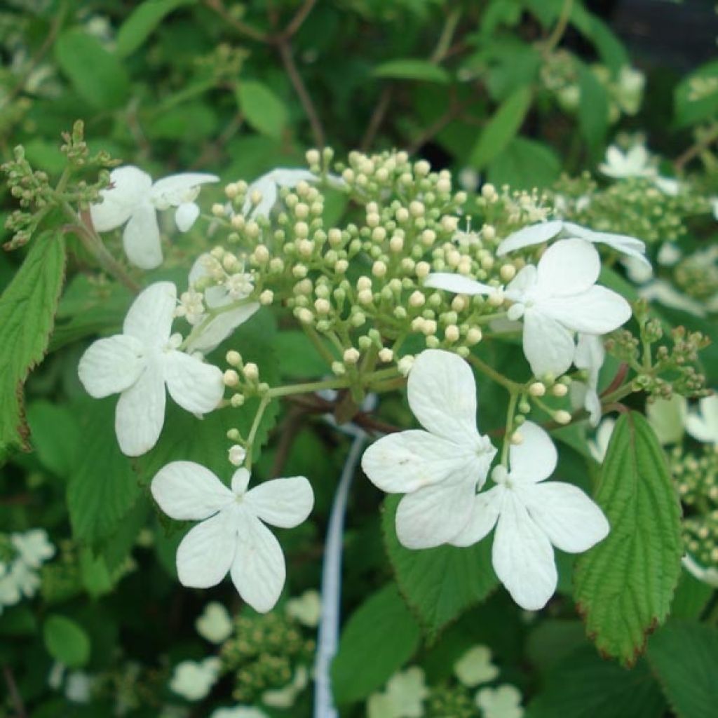 Viburnum plicatum Watanabe