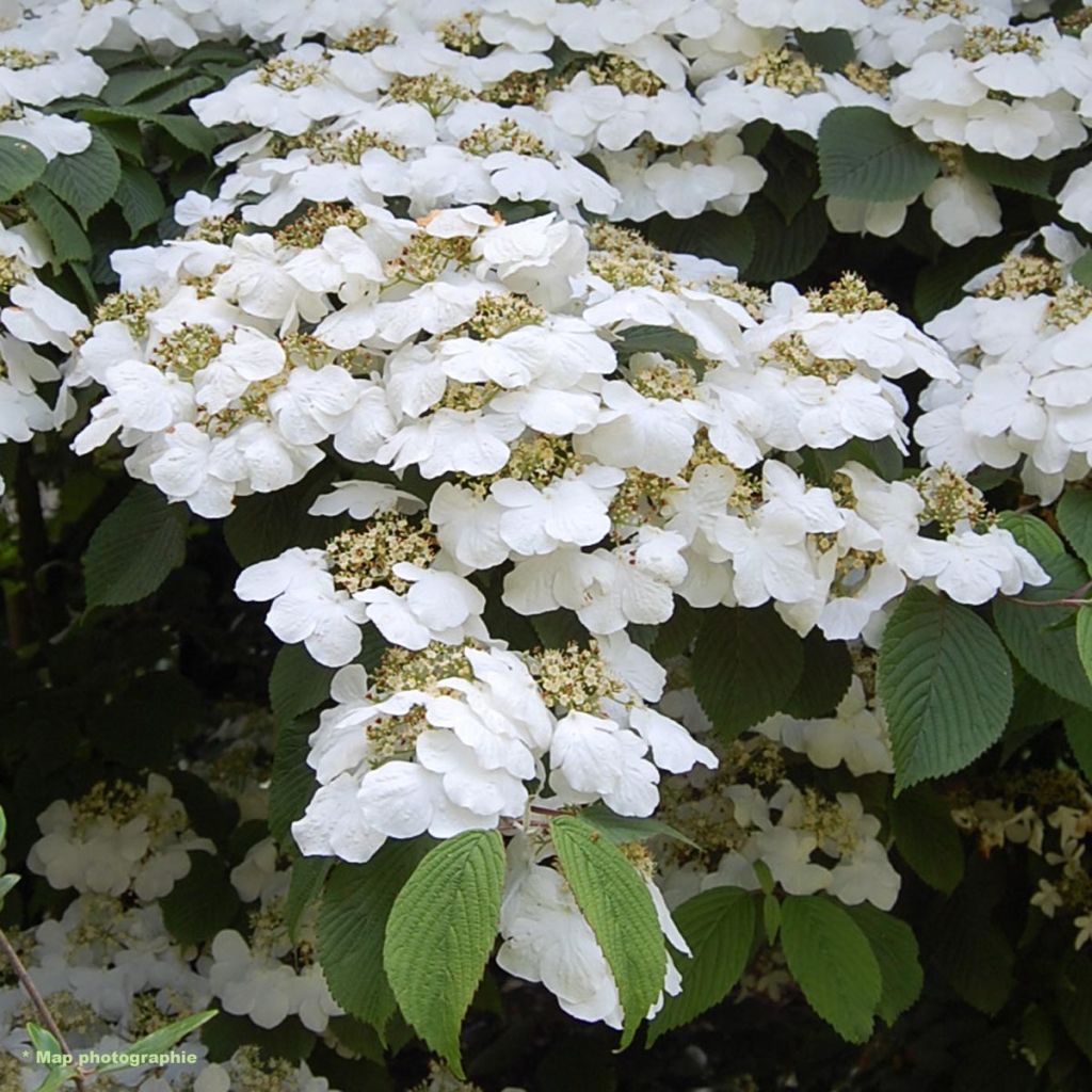 Viburnum plicatum Lanarth