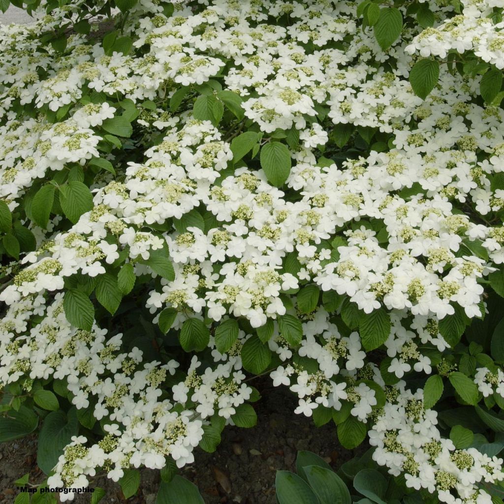 Viburnum plicatum Lanarth