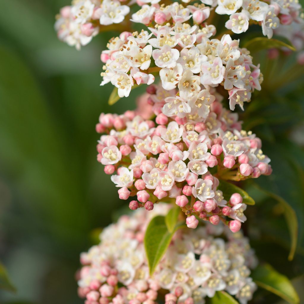 Viburnum tinus Eve Price