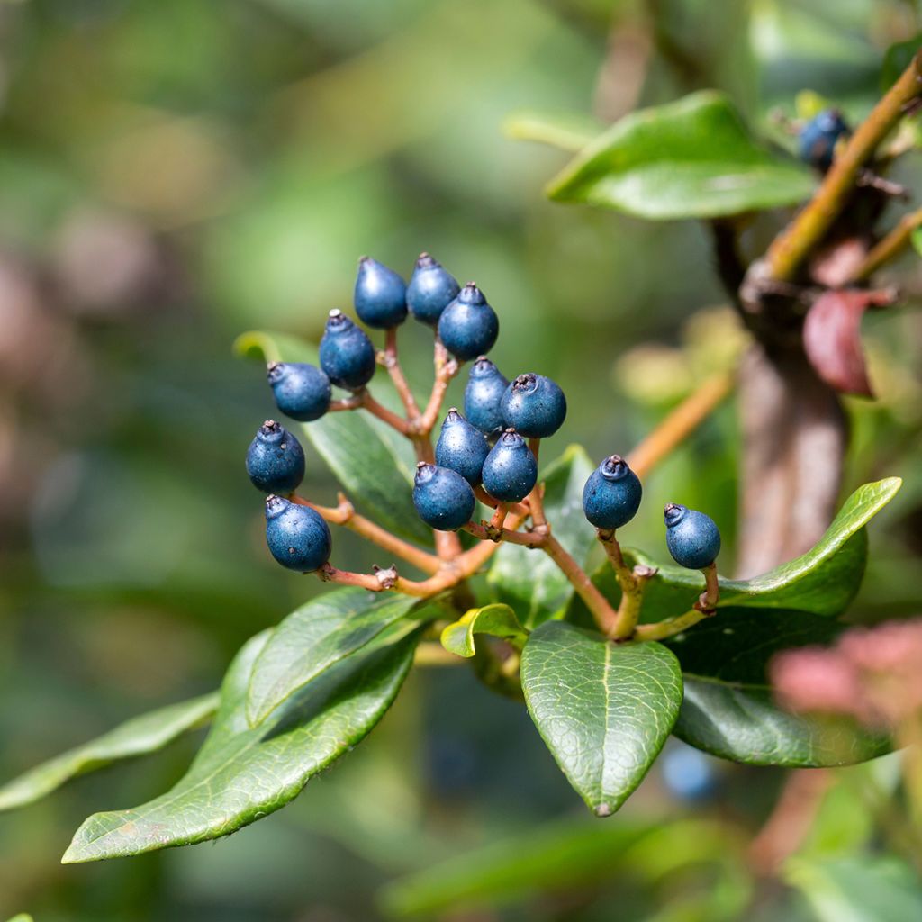 Viburnum tinus Eve Price