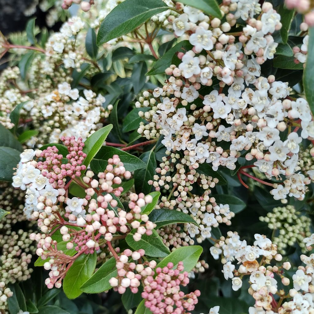 Viburnum tinus Eve Price
