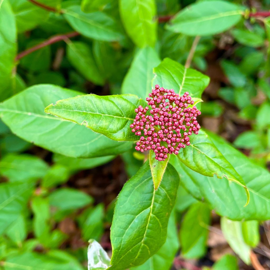 Viburnum tinus Lisarose - Laurustinus