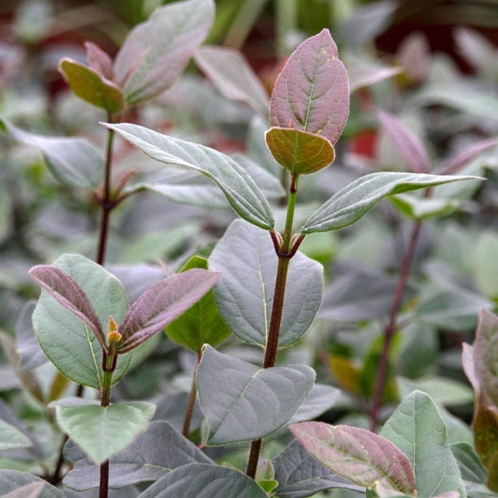 Viburnum tinus Purpureum