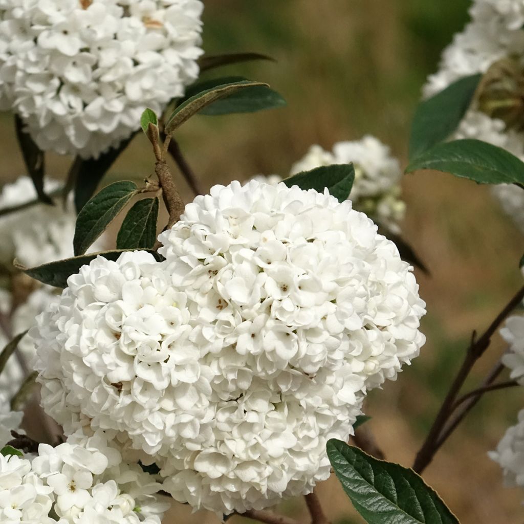 Viburnum  utile Eskimo