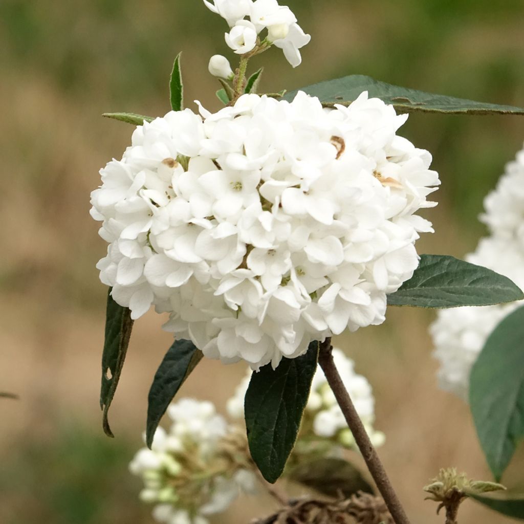 Viburnum  utile Eskimo