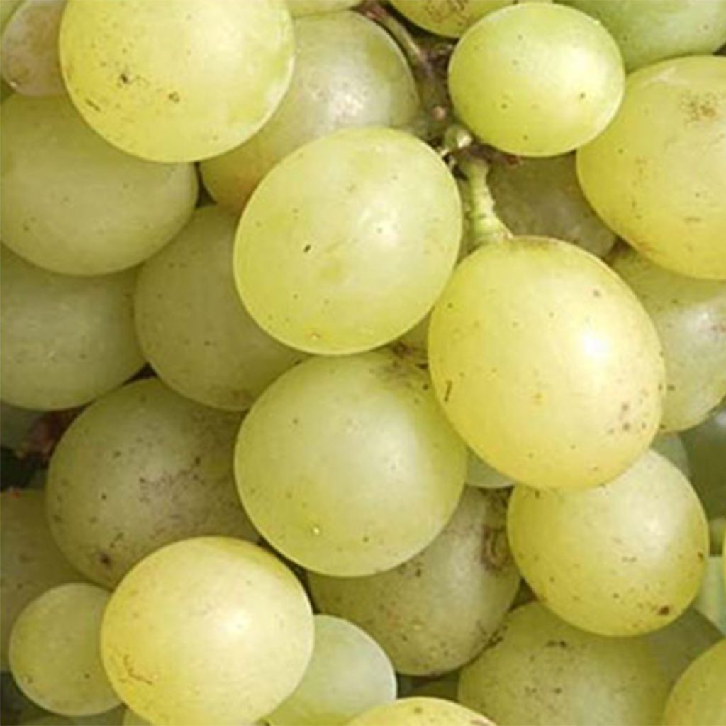 Vitis vinifera Dattier de Beyrouth - Grape vine