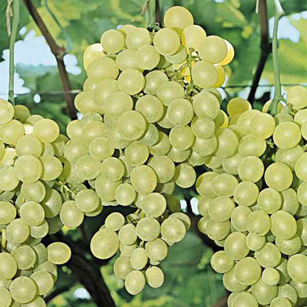 Vitis vinifera Perlette - Grape Vine