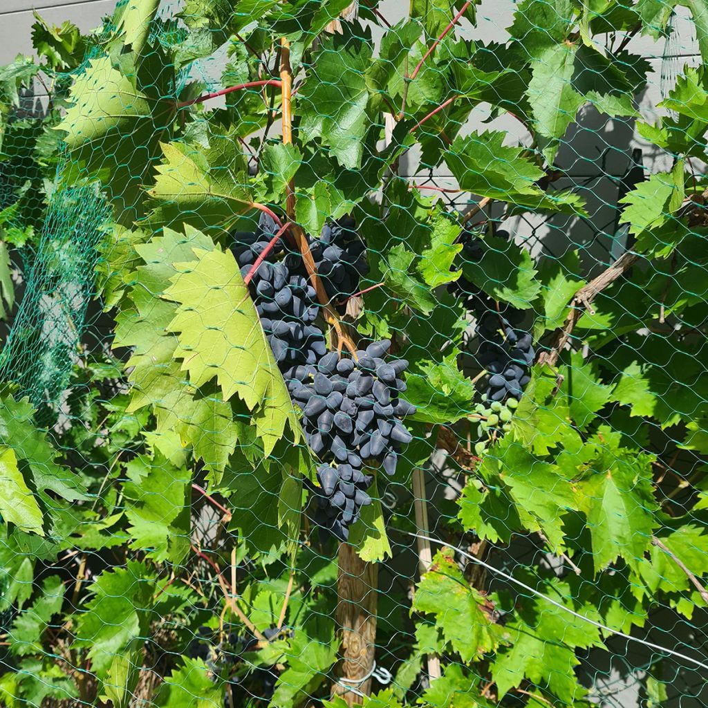Vitis vinifera Philipp - Grape Vine