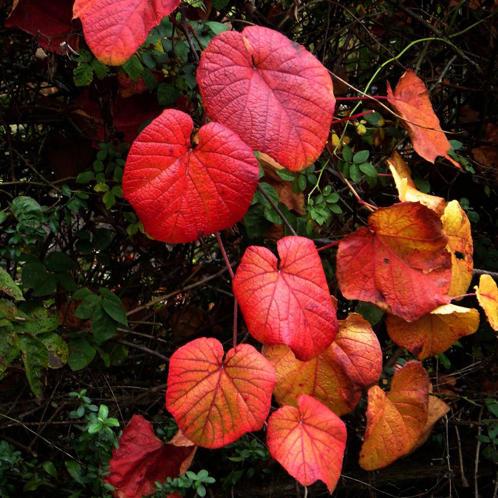 Vitis coignetiae Sunning Dale