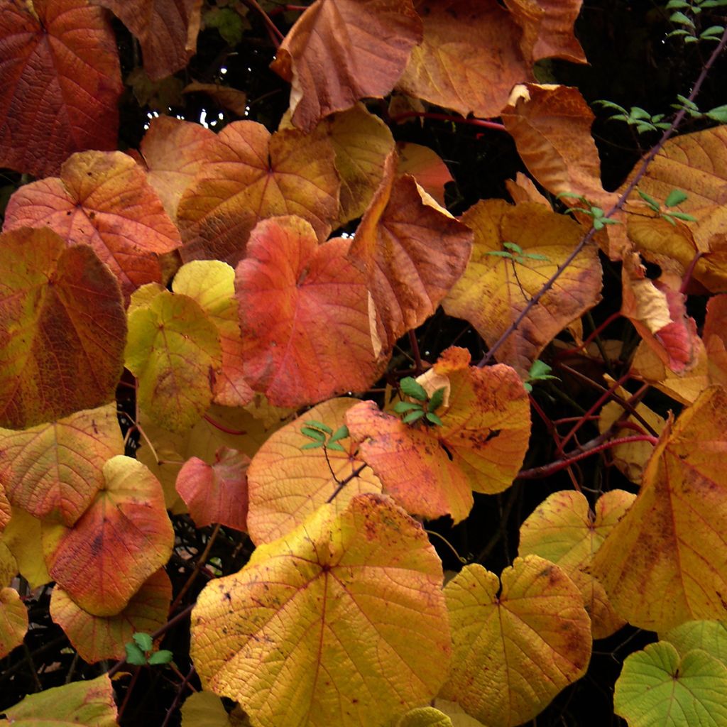 Vitis coignetiae Sunning Dale