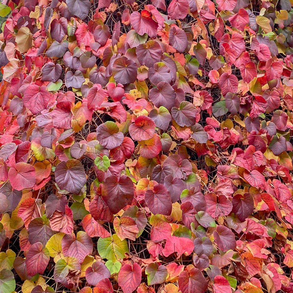 Vitis coignetiae Sunning Dale