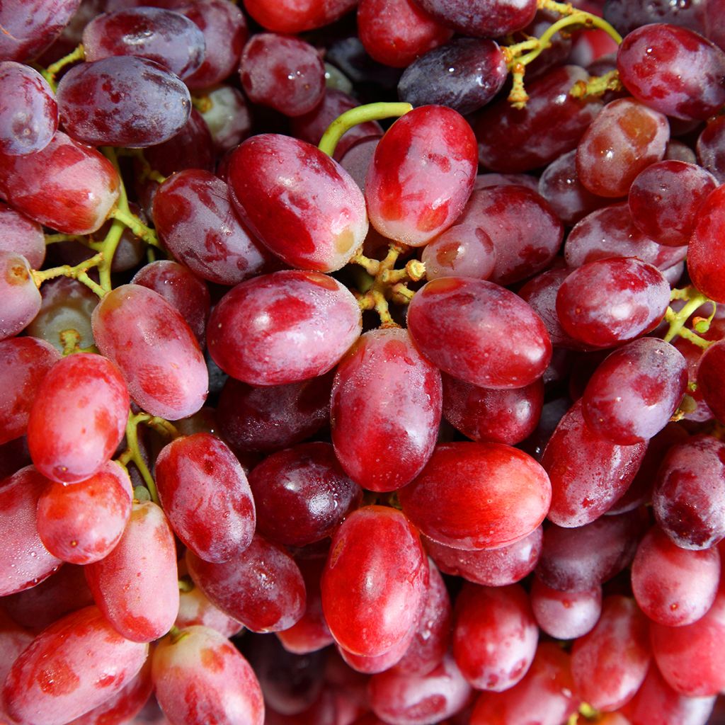 Vitis vinifera Crimson Seedless - Grape vine