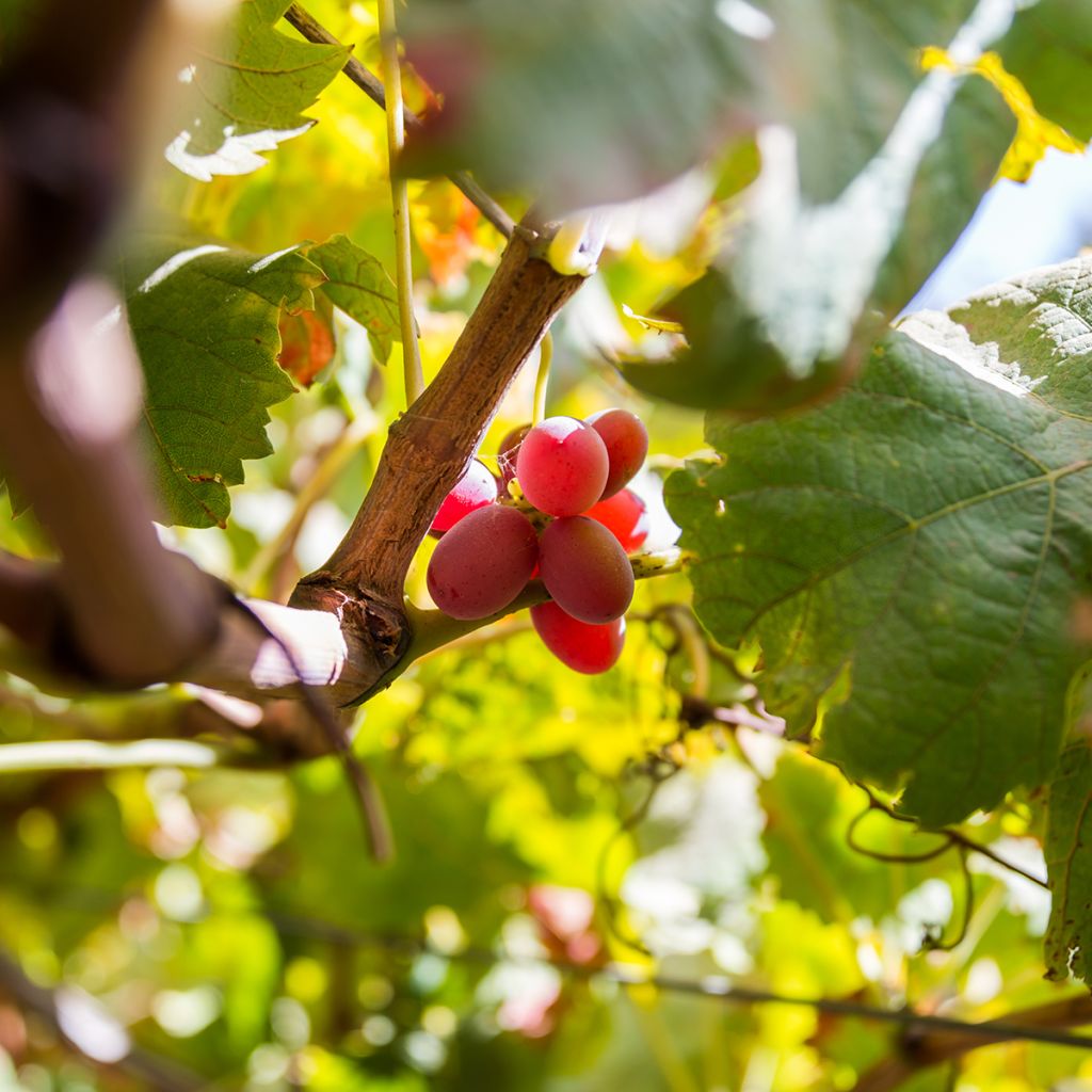 Vitis vinifera Crimson Seedless - Grape vine