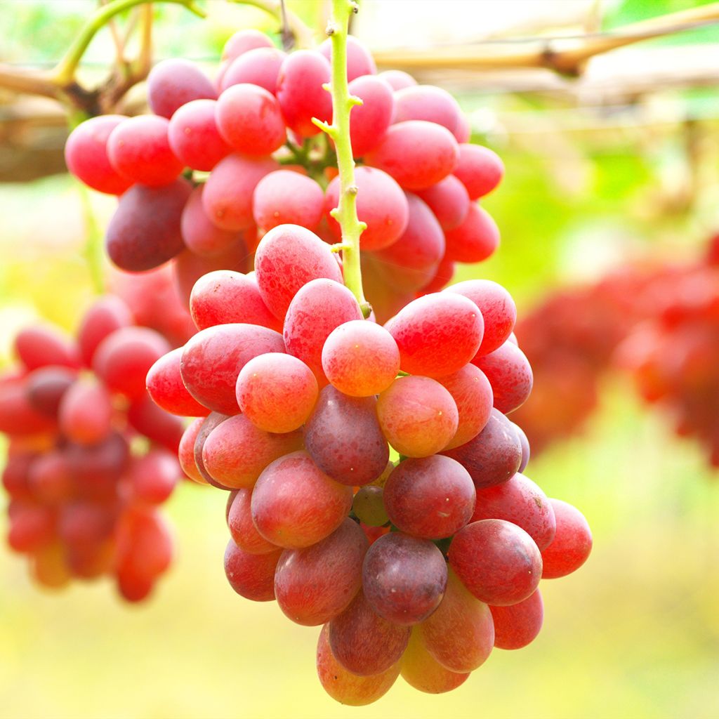 Vitis vinifera Crimson Seedless - Grape vine