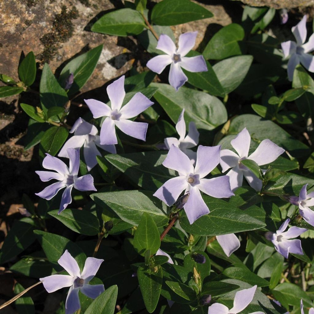 Vinca difformis