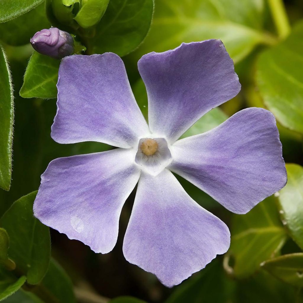 Vinca major 