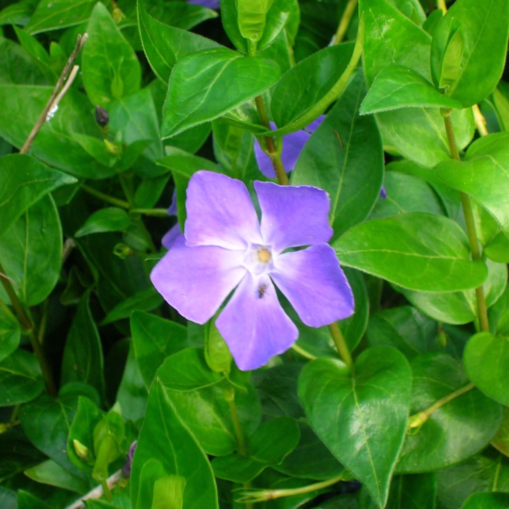 Vinca major 