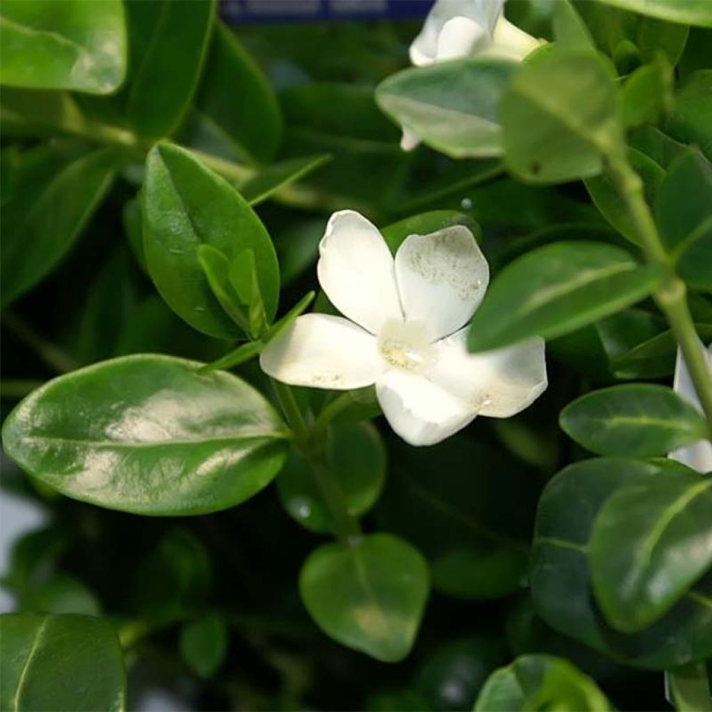 Vinca minor Alba