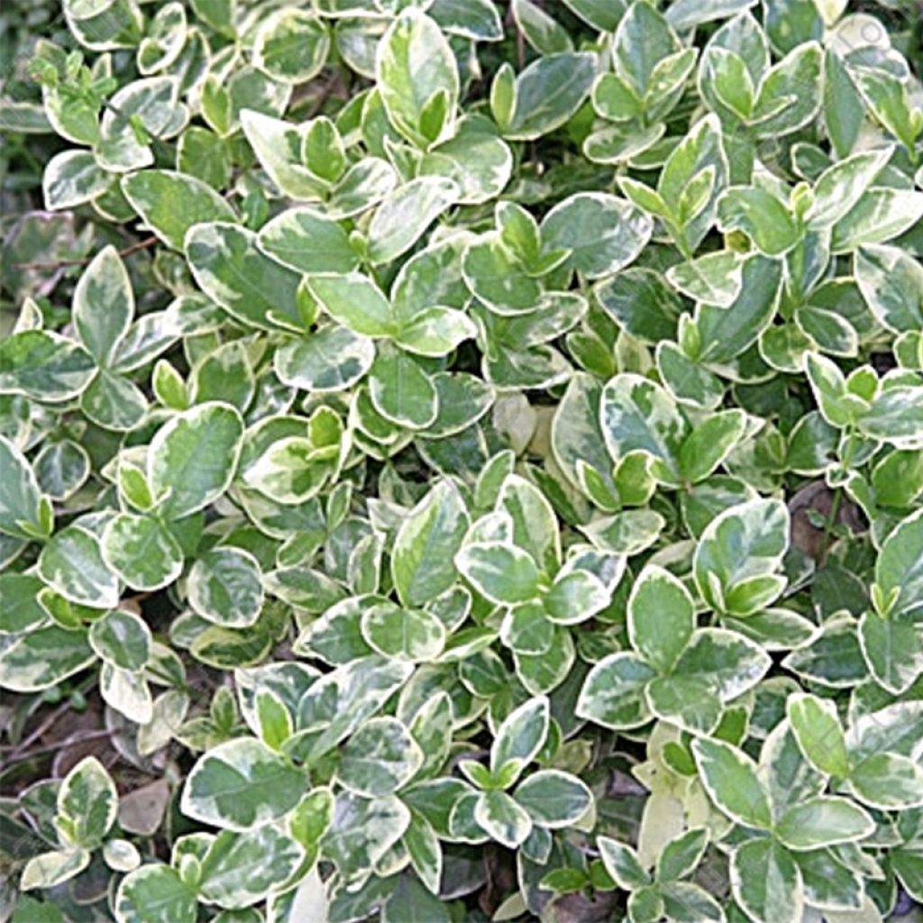 Vinca minor Argenteovariegata