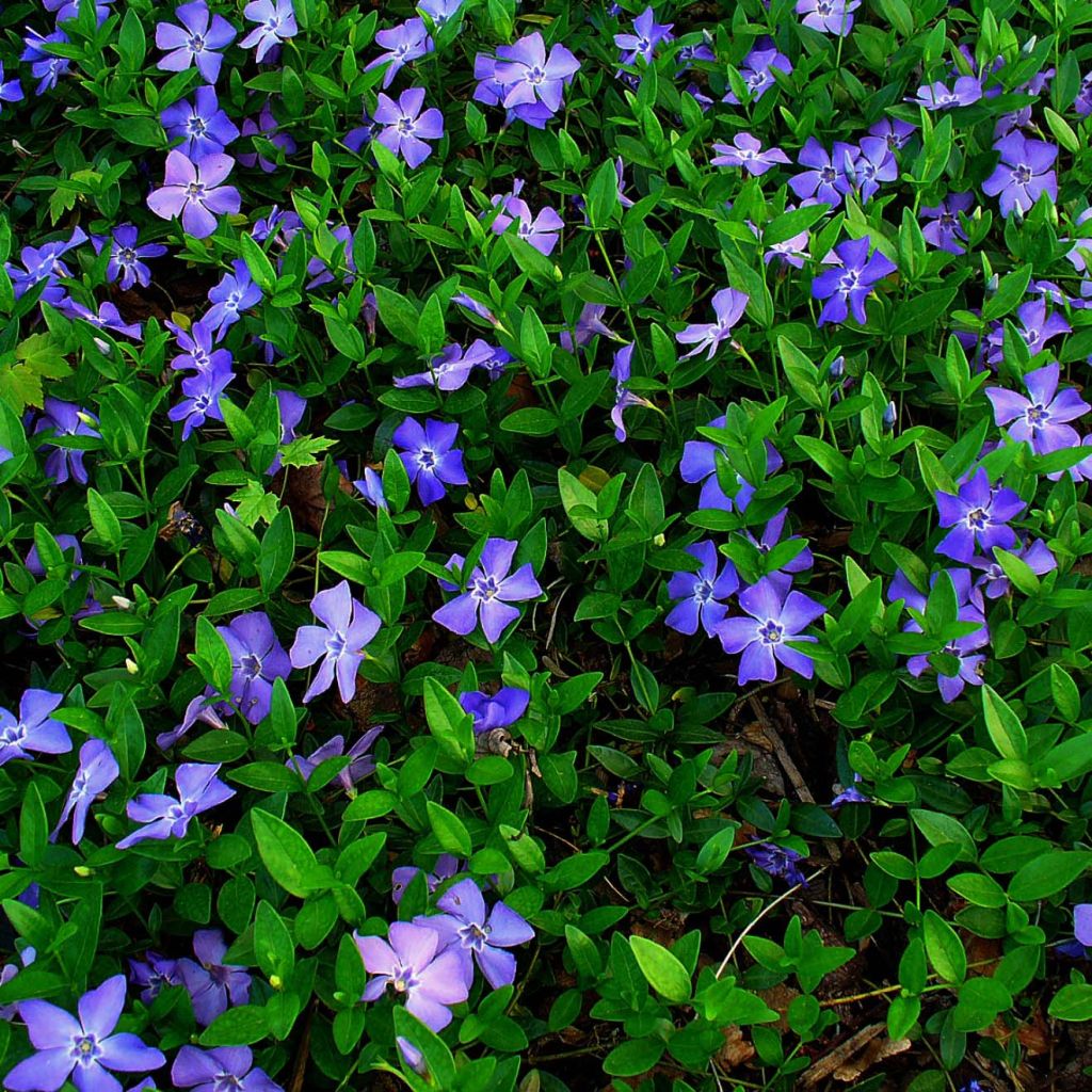Vinca minor