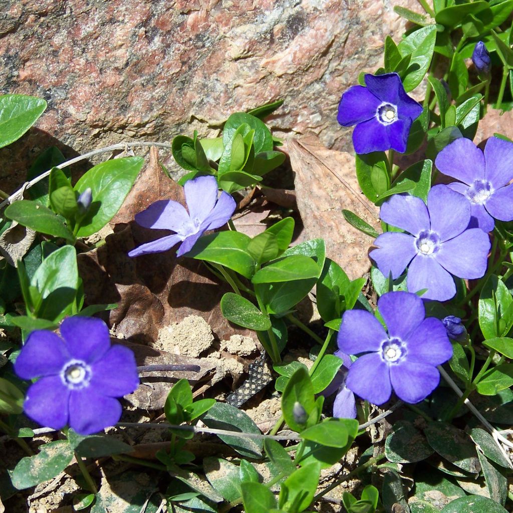 Vinca minor