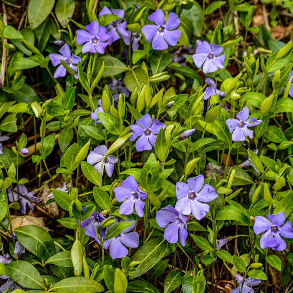 Vinca minor